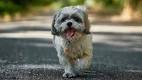 Mal-shi (Maltese X Shih Tzu Mix) Temperament, Puppies ...