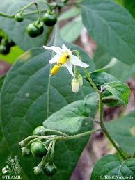 Image result for Solanum torreanum