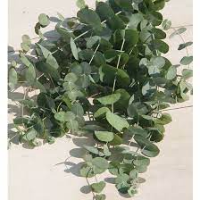 Silver Dollar Eucalyptus Silver Dollar Eucalyptus Fresh Eucalyptus Silver Dollar