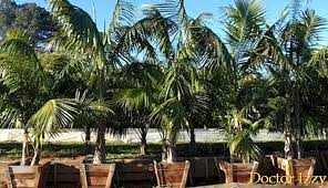 We did not find results for: Jenis Pokok Palma Terbaik Untuk Taman Dan Teres