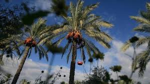 Pengeluaran minyak sawit di malaysia dikategorikan kepada tiga iaitu swasta, pekebun kecil, dan usahasama. Industri Kelapa Sawit Malaysia Mulai Digarap Robot