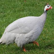 Maybe you would like to learn more about one of these? Lavender Guinea Keets The Chick Hatchery