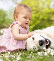 Dog Allergy In Babies Symptoms Causes And Treatment