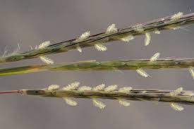 Image result for Euclasta condylotricha