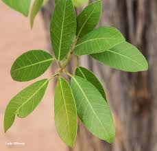 Image result for Terminalia brachystemma