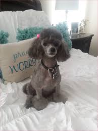 Poodle Haircuts Styles In 2020 Poodle Puppies For Sale Poodle Puppy Poodle