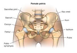 It can happen as a result of injury or nerve damage. Facts About The Spine Shoulder And Pelvis Johns Hopkins Medicine