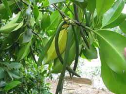 Image result for Rhizophoraceae