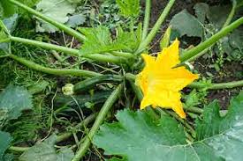 Squash bug control can be problematic for gardeners. The History Of Zucchini