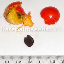 Image result for Cayaponia