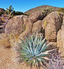 Image result for Walleria mackenziei