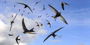 Maybe you would like to learn more about one of these? I Rondoni Una Vita In Volo Best5 It