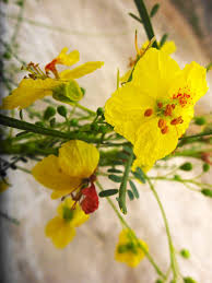 Image result for Parkinsonia aculeata