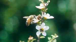 Cough medicines are safe to use but follow the instructions on the package about the right amount of medication to give. Manuka Honey 101 All Your Questions Answered Comvita