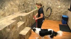 Meet and beautify 7 sweetest pets: Pet Valu