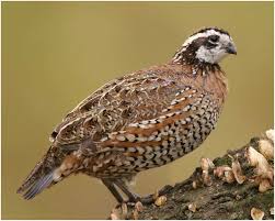 The georgia state bird is found throughout the eastern and central united states, southern and central canada, and is abundant in georgia. What Is The Georgia State Game Bird Whatsanswer