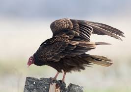 Turkey vultures are large dark birds with long, broad wings. Turkey Vulture Wildlife In Nature