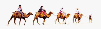This video shows you how to get your first camel in the new update. Desert With Camel Png Transparent Png Kindpng