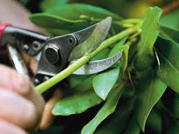 There are two types of cuts you use when pruning a tree; How To Prune Small Trees And Shrubs This Old House