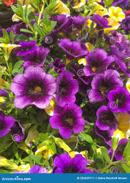 Image result for Petunia axillaris