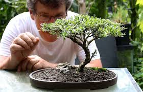 Five Tips For Starting Into Bonsai Youtube Bonsai Tree Bonsai Tree Care Indoor Bonsai Tree