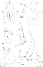 Image result for Rhipidoglossum pusillum