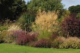 Graser Spielen Auch Im Garten Von Beth Chatto Eine Grosse Rolle Sie Finden Im Kiesgarten Ebenso Verwendung Wie Im Feuchten Teil Des Gart Kiesgarten Gras Garten