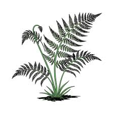 Image result for Pteridaceae