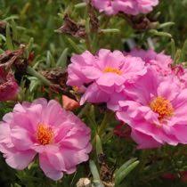 Vendita semi di portulaca, disponibile nei seguenti formati: Portulaca Vendita Online Vendita Piante Online