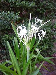 Floridas native lilies | Home and Outdoor Living | chronicleonline.com