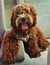 We did not find results for: Cockapoo Puppies For Adoption Cockapoo Of Excellence