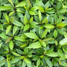 Image result for Ardisia