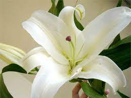 Google Image Result For Http Www Lefiores Com Images 2008 Casa Lily Cleaned J Lily Flower Flower Meanings Lily Flower Information