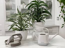 Lift your spirits with funny jokes, trending memes, entertaining gifs, inspiring stories, viral videos, and so much. Dracaena White And Jade Jewel Plant Care Difficulty Easy Amiesue Com
