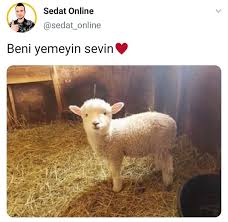 Cok Sirin 2020 Komik Komik Resimler Akita