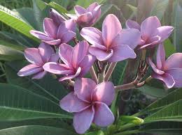 Aromatic Rose Purple Frangipani Jasmim Manga Flores Folhagem