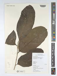 Image result for Dichapetalum