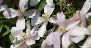 How to take cuttings from a clematis or climbing shrub. Clematis Montana Care How To Grow Himalayan Clematis