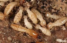 Rajasthan pest control services uses only the best techniques and knowledge and determined to offer you the best service. Services Termite Pest Control Services From Gurgaon Haryana India By Insta Kill Pesticides Id 1913983