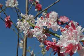 Peppermint flowering peach tree growing zone. Variegated Peppermint Flowering Peach Tree Mccabe S Nursery Landscape Peach Trees Variegated Nursery Inspiration