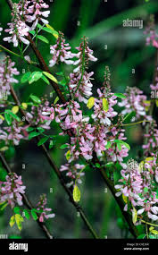 Image result for Indigofera homblei