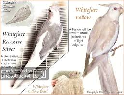 Name Birds That Start With F Cockatiel Mutations By Susanne F Russo Photobucket Cockatiel Bird House Kits Mutation