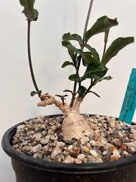 Image result for Raphionacme