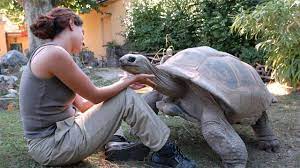 Https Cdn Technologynetworks Com Tn Images Thumbs Jpeg 640 360 A Tortoise Never Forgets 328471 Jpg