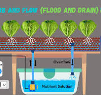 Ebb and Flow (Flood and Drain) Hydroponics: A Complete Guide