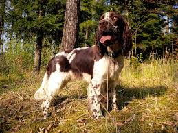 Image result for anglický špringršpaněl