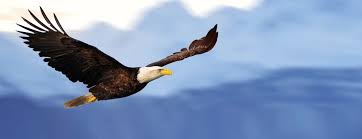 Image result for images of eagles soaring high