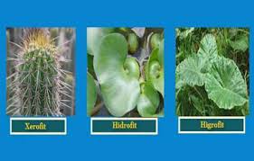 Teratai beradaptasi dengan menciptakan rongga pada batang berongga untuk menyalurkan oksigen. Adaptasi Morfologi Adalah Jenis Jenis Beserta Contohnya