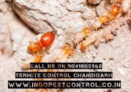 Best Pest Control For Termites In Chandigarh Get Best Rates For Anti Termite Treatments Wood Borer Treatments I Termite Control Termite Treatment Termites