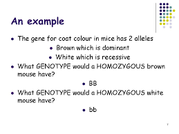 30 monohybrid punnett square practice worksheet answers. Monohybrid Crosses Ppt Download